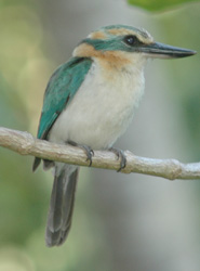 The endemic Mangaia Kingfisher, the Tanga’eo (Todramphus ruficollaris).